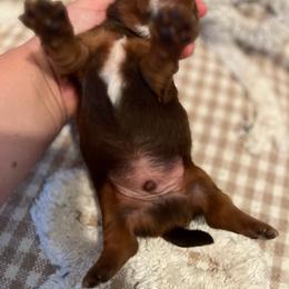 Hershey - Chocolate and tan male Dachshund puppy in Milroy, Pennsylvania from Not Your Average Weiner