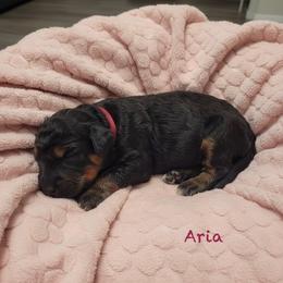 Aria - Phantom female Goldendoodle puppy in Sanderson, Florida from Serenity Goldendoodles