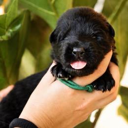 Ace - Black male German Shepherd puppy in Canton, Texas from WILDWOOD GERMAN SHEPHERDS