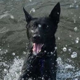 German Shepherds from Ellen's German Shepherds