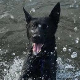German Shepherds from Ellen's German Shepherds