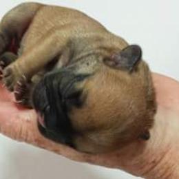 French Bulldog Puppies from Liebsthal