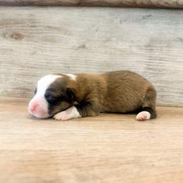 Miracle (Fluffy) - Red male Pembroke Welsh Corgi puppy in Pahrump, Nevada from Desert Sunset Pembroke Welsh Corgis