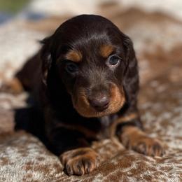 Evie - Chocolate and tan female Dachshund puppy in Purdy, Missouri from Shotgun Pups