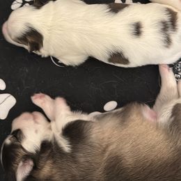 Pomsky puppies from Bluepomski Puppies & Stud Services Of South West Florida