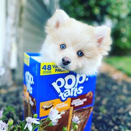 Pomsky Puppies from Periwinkle Pomskies
