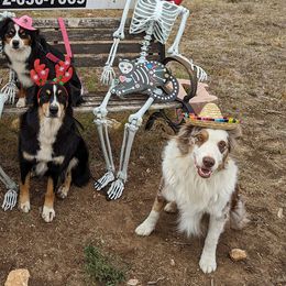 Australian Shepherds and Miniature Australian Shepherds from Copper Bottom Farm
