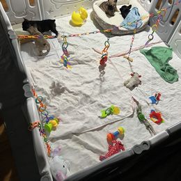 French Bulldog Puppies from Stratton Kennel