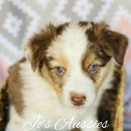Australian Shepherd Puppies from Jo’s Aussies