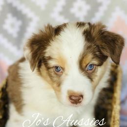 Australian Shepherd Puppies from Jo’s Aussies