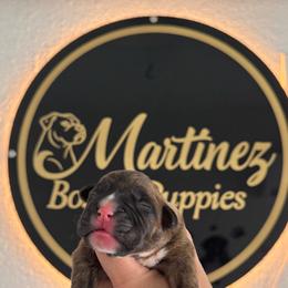Boy 1 - Brindle male Boxer puppy in Orlando, Florida from Martinez AKC Boxers of Central Florida