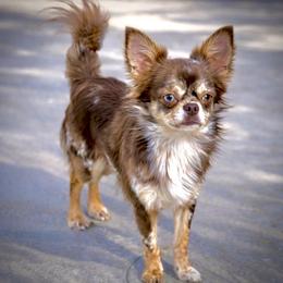 Gizmo - Chihuahua