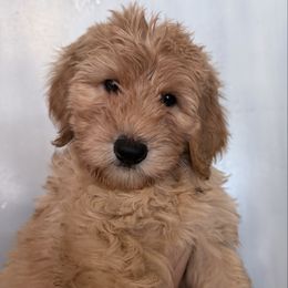 Ollie - Cream male Goldendoodle puppy in The Woodlands, Texas from Hula & Oliver Co.