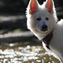 Berger Blanc Suisse Puppies from Nasha Comanda White Swiss Shepherds