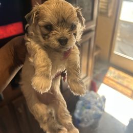 Boy 1 - Black and tan male Morkie puppy in Missouri from Josephine's Morkies