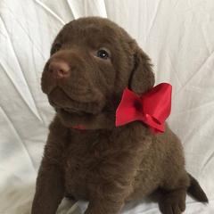 Chesapeake Bay Retriever Puppies from Topwater Chesapeakes