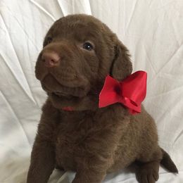 Chesapeake Bay Retriever Puppies from Topwater Chesapeakes