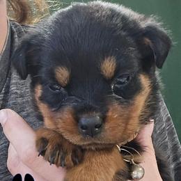 Tifa - Black and mahogany female Rottweiler puppy in Tangent, Oregon from Raya's Royals