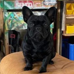 Sabal - French Bulldog