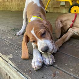 Yellow Girl - Orange and white female Pointer puppy in Olympia, Washington from Birdsboro Pointers