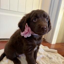 Yellow - Chocolate female Golden Aussiedoodle puppy in Chino Valley, Arizona from AZ Stickerdoodles