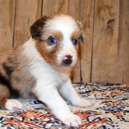 FAITH - Red merle female Australian Shepherd puppy in San Tan Valley, Arizona from Mott Ranch - Blazin' Sun Aussies
