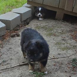 Jabba the Hut - Black tri male Miniature American Shepherd puppy in Vancouver, Washington from BonDrew's Miniature American Shepherds