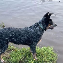 Australian Cattle Dog All Grown Up from McCalls Cattle Dogs