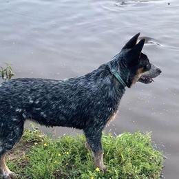 Australian Cattle Dog All Grown Up from McCalls Cattle Dogs