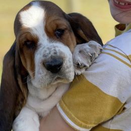 Basset Hounds from Maple Farm Bassets