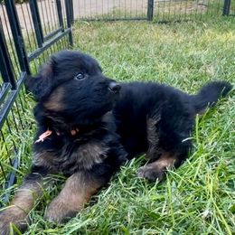 VADER - Orange Collar Male - Black and red male German Shepherd puppy in Paso Robles, California from Central Coast German Shepherds
