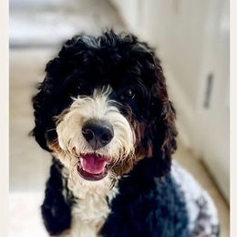 Lexi - Bernedoodle