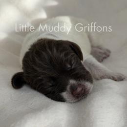 White male - Brown and gray male Wirehaired Pointing Griffon puppy in Williston, North Dakota from Little Muddy Griffons