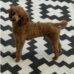 Buddy - Poodle