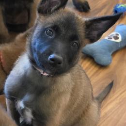 Pink - Mahogany female Belgian Malinois puppy in Chesterfield, Virginia from Love Belgian Malinois