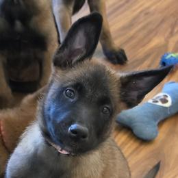 Pink - Mahogany female Belgian Malinois puppy in Chesterfield, Virginia from Love Belgian Malinois