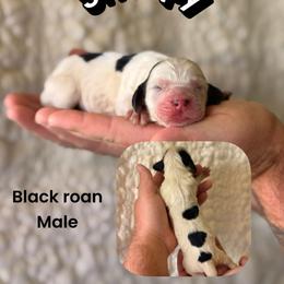 Snoopy - Black and white male English Springer Spaniel puppy in Uvalda, Georgia from Willow Creek Farms