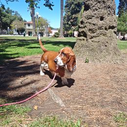 Goose - Basset Hound