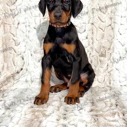 Tan - Black and rust male Doberman Pinscher puppy in Louisville, Kentucky from Ruiz Dobermans