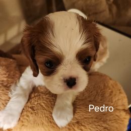 Cavalier King Charles Spaniel Puppies from Angelic Cavaliers