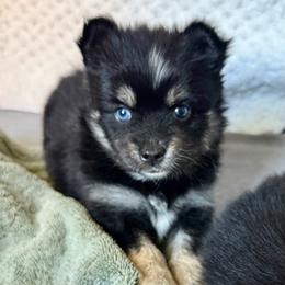 Little Dipper - Black and white female Pomsky puppy in Titusville, Florida from River Enz Pomskies