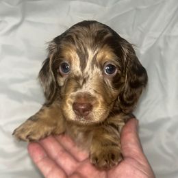Chocolate and tan Dapple Male-1 - Dapple male Dachshund puppy in Brookhaven, Mississippi from Southern Grace Doxies