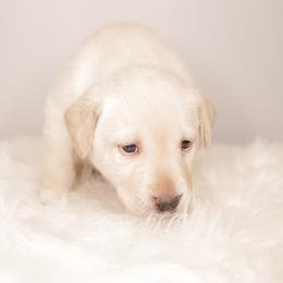 Labrador Retriever Puppies from AGL Retrievers