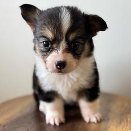 Loretta - Black and tan female American Corgi puppy in Red Bluff, California from Circle T Livestock & K9 Co.