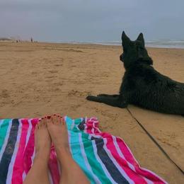 German Shepherd All Grown Up from Kaw-Tal German Shepherds