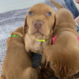Vizsla Puppies from Valor Vizsla's