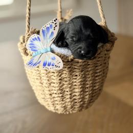 Olive - Black female Cockapoo puppy in Santa Barbara, California from K+C Doodles