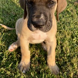 Great Dane Puppies from Virginia Great Danes
