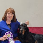 Gordon Setters from Ravenrose Gordon Setters