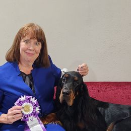 Gordon Setters from Ravenrose Gordon Setters